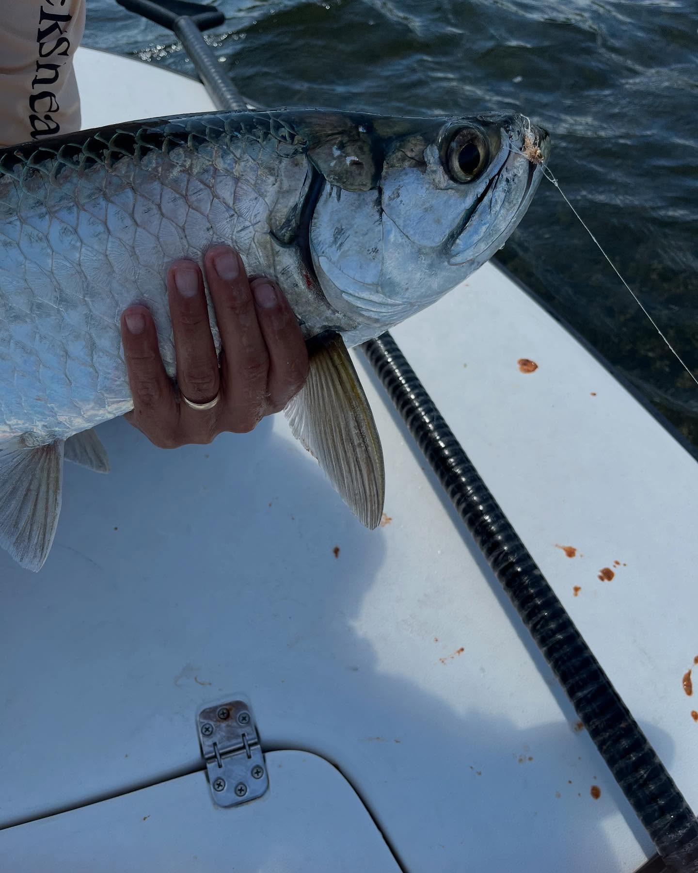 Large tarpon being held on fishing boat deck in Key Largo FL