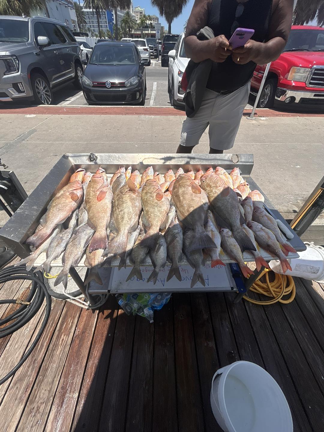 4 cobia fish caught at Clearwater Beach