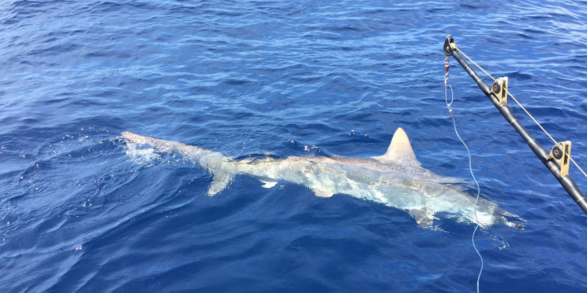 Fort Lauderdale offshore shark fishing charter boat with anglers catching large sharks