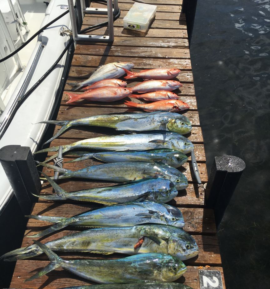 Fisherman with 5 caught fish in Key Largo