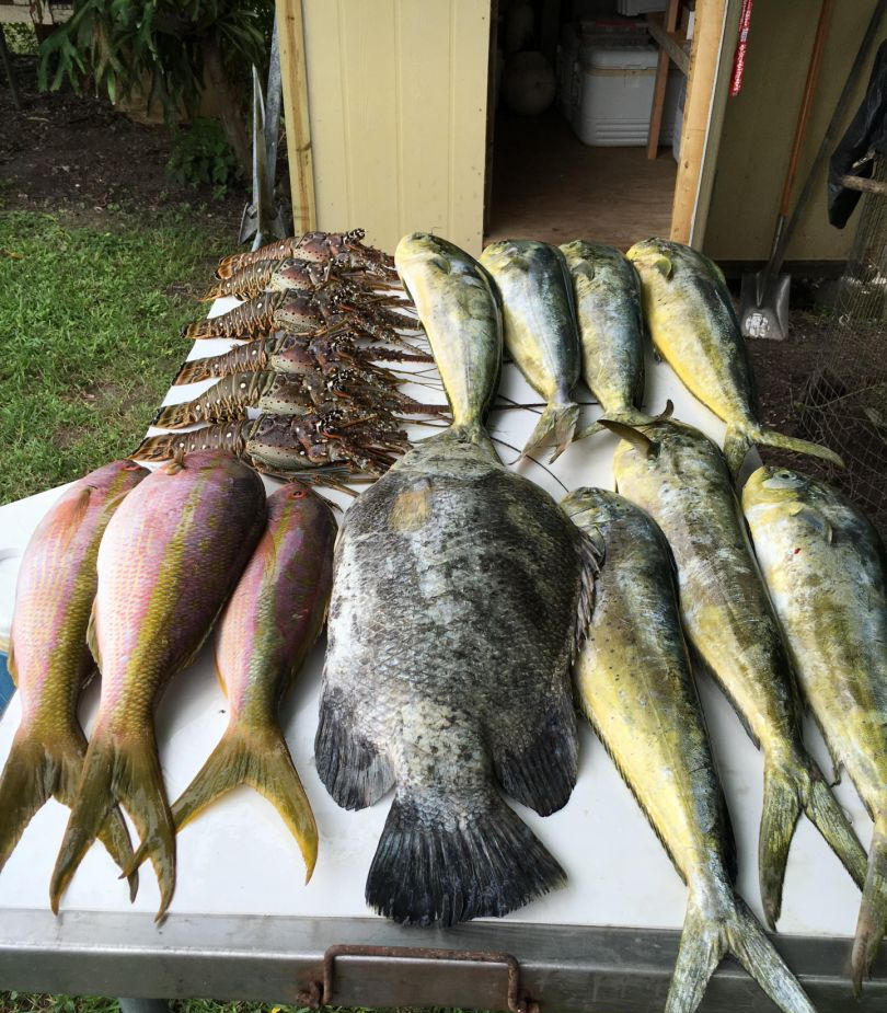 Seven tripletail fish caught while fishing in Key Largo