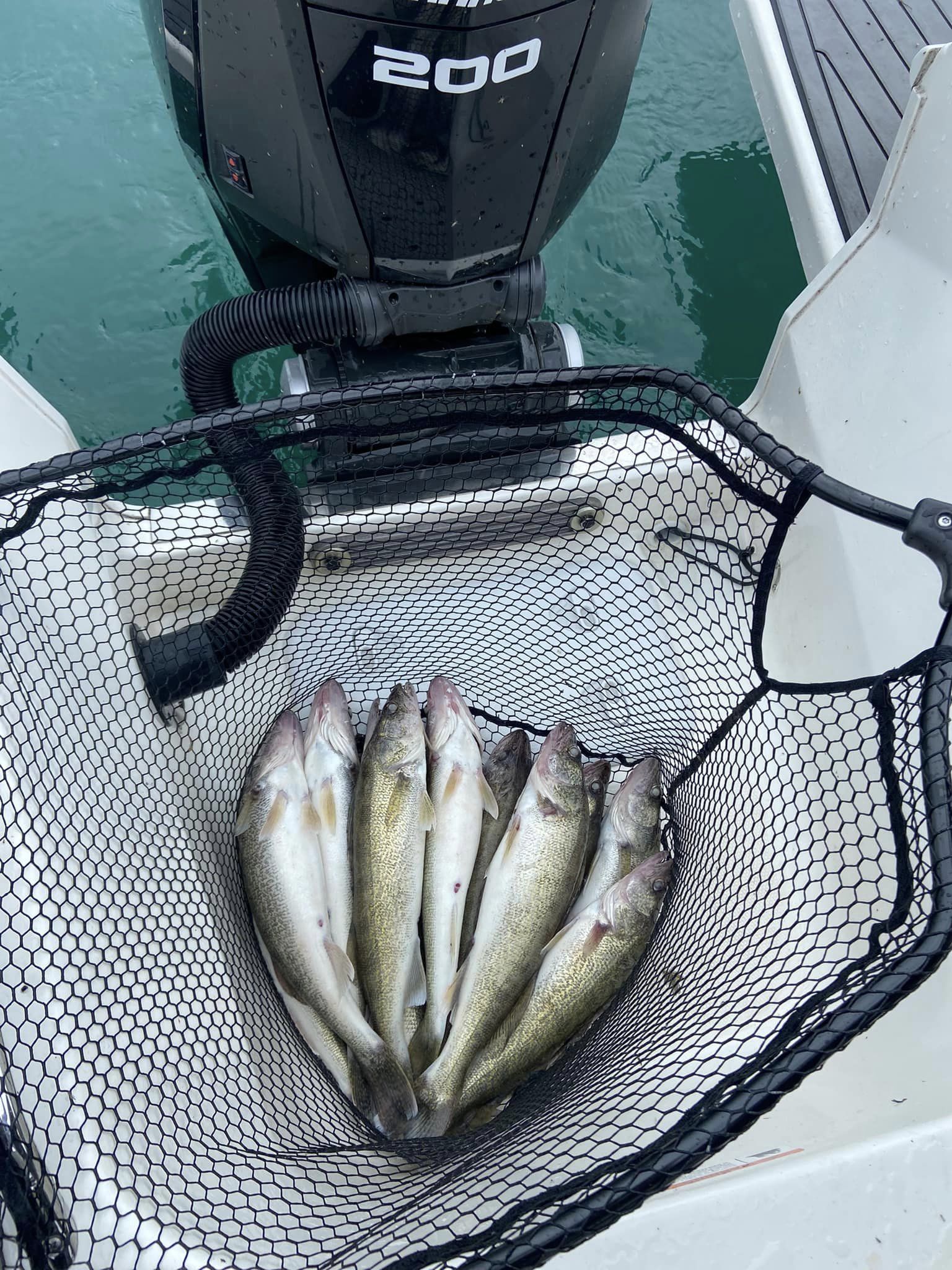 Two pike-perch fish caught while fishing in Ontario