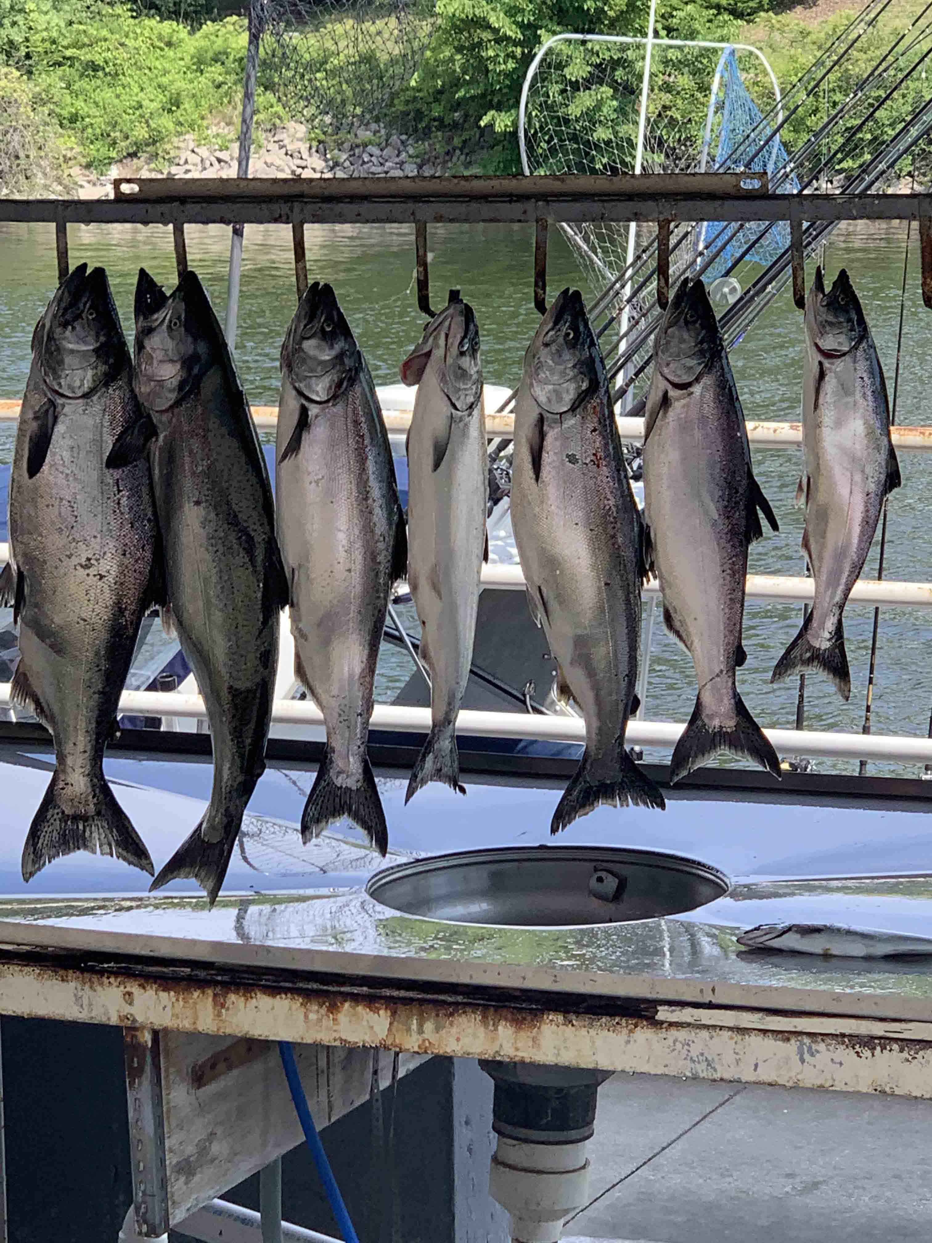 5 Chinook Salmon fishing in MI